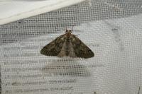 Tephronia sepiaria