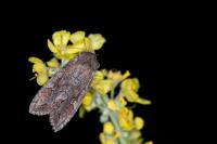 Polia bombycina