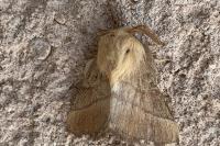 Malacosoma neustria