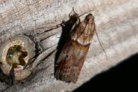 Acrobasis consociella/sodalella