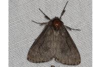 Ocneria detrita
