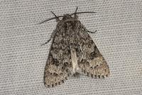 Acronicta megacephala