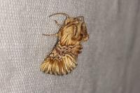 Amephana anarrhini