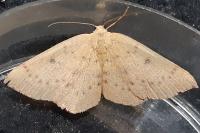 Cyclophora puppillaria
