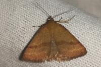Phytometra viridaria