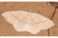 Cyclophora ruficiliaria