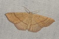 Cyclophora linearia