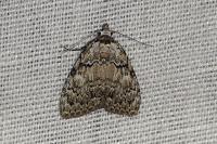 Meganola strigula