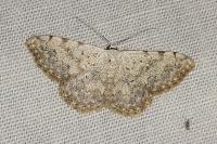Scopula submutata roseonitens