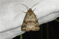 Synthymia fixa