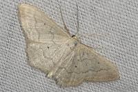 Idaea litigiosaria