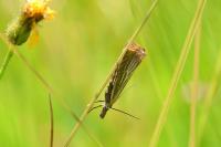Chrysoteuchia culmella