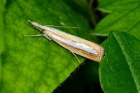 Catoptria margaritella