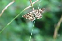 Ematurga atomaria