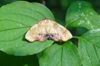 Plagodis dolabraria