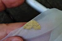 Camptogramma bilineata