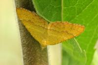 Camptogramma bilineata