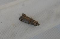 Asalebria florella