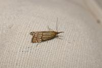 Chrysocramboides craterellus