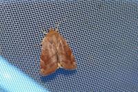 Cosmia affinis
