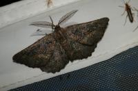 Nychiodes notarioi