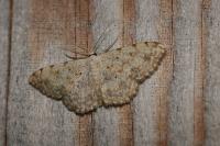 Scopula submutata roseonitens