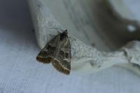 Synthymia fixa