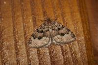 Triphosa dubitata