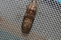 Phycita roborella