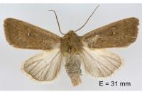 Mythimna sicula