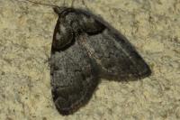Nola cucullatella
