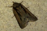 Nycteola revayana