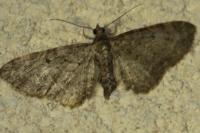 Eupithecia subfuscata