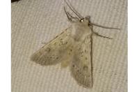 Agrotis ripae
