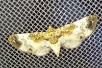 Eupithecia breviculata