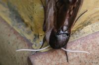 Sphinx ligustri