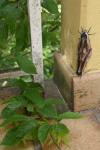 Sphinx ligustri