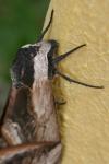 Sphinx ligustri