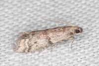 Ephestia woodiella/parasitella/elutella