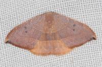 Watsonalla uncinula