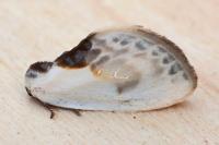 Cilix glaucata