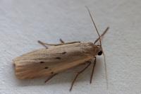 Pelosia muscerda