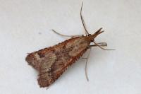 Synaphe punctalis
