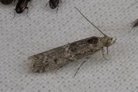 Ancylosis oblitella