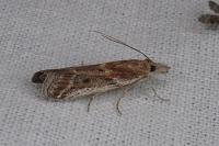 Ancylosis sareptalla