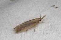 Chilo phragmitellus