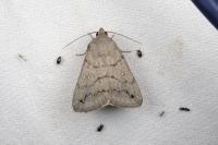 Clytie illunaris