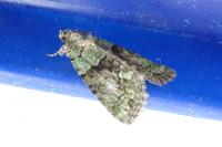 Cryphia algae