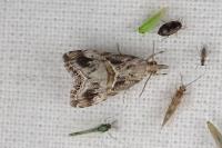 Euchromius cambridgei