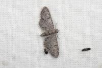 Eupithecia ultimaria